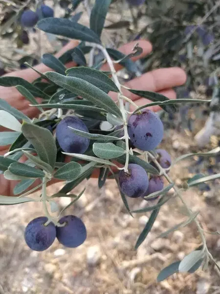 Zeytin üreticisi - Photo 7