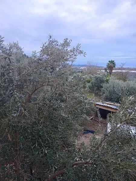 Zorlu nun Taşağıl zeytin çiftliği - Photo 6