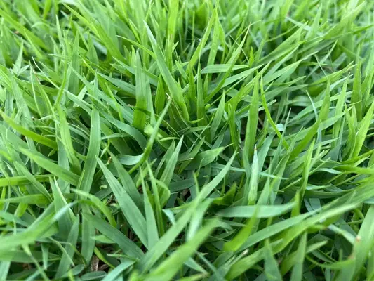 Zoysia.tr