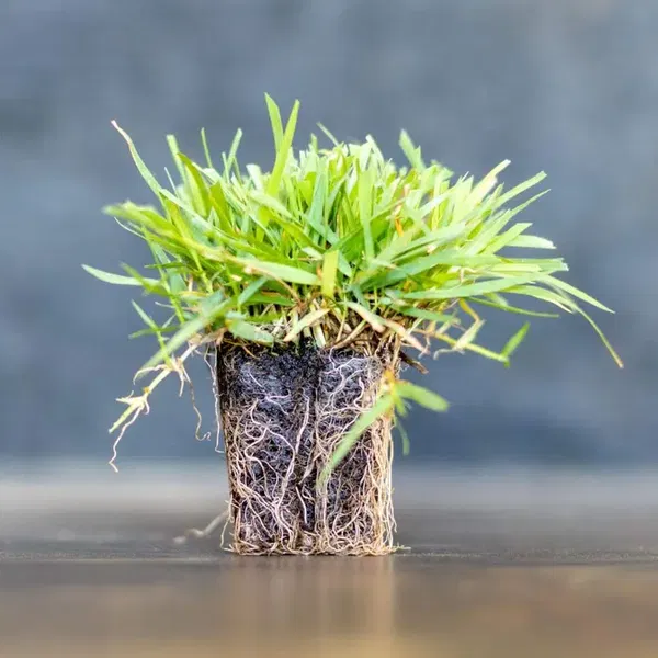Zoysia.tr - Photo 2