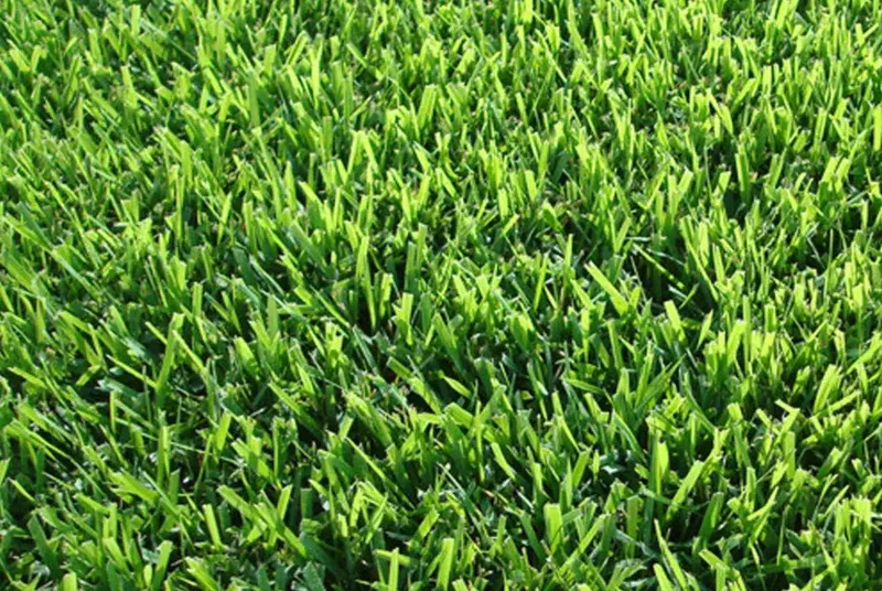 Zoysia.tr - Photo 3