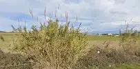 Zoysia.tr - Photo 4