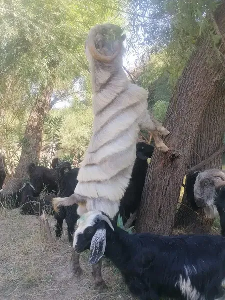 Çakir Besi̇ci̇li̇k - Photo 2