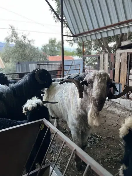 Çakir Besi̇ci̇li̇k - Photo 3