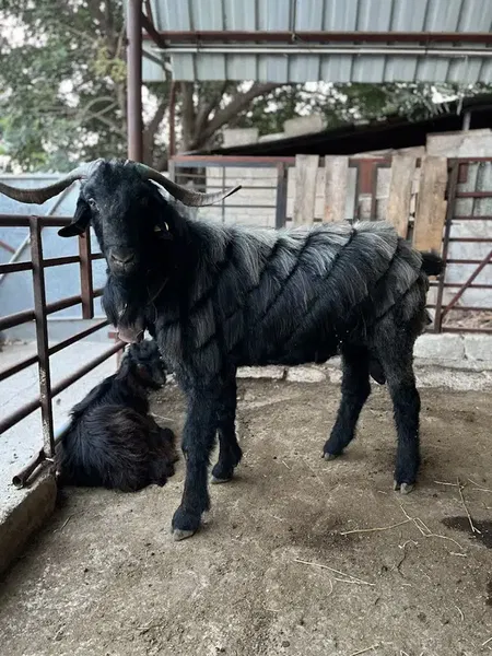 Çakir Besi̇ci̇li̇k - Photo 4