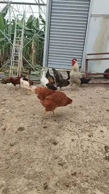 Çalışkan tavukçuluk