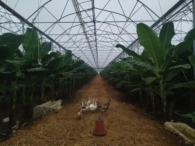 Çalışkan tavukçuluk - Photo 3