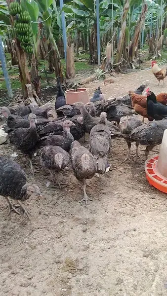 Çalışkan tavukçuluk - Photo 6