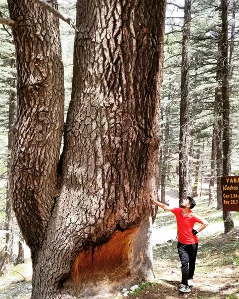 Çamkuyusu Sedir Araştırma Ormanı - Photo 7