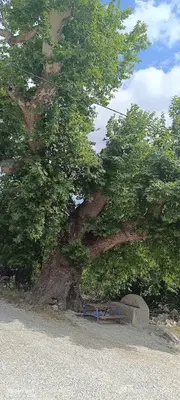 Çağman Muhtarlığı