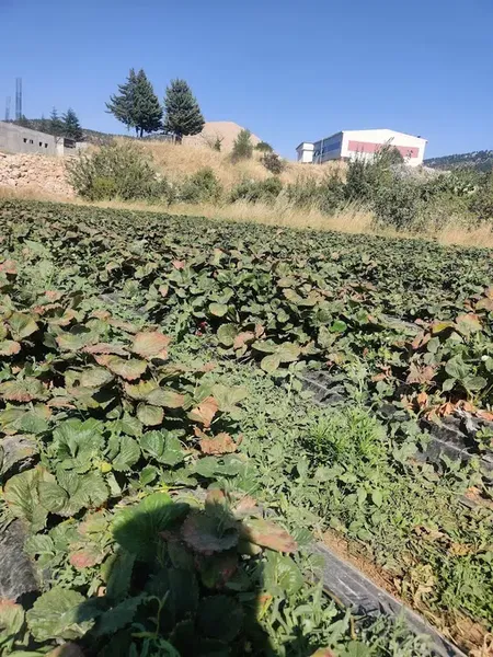 Çilek Dinlenme Tesisi - Photo 6