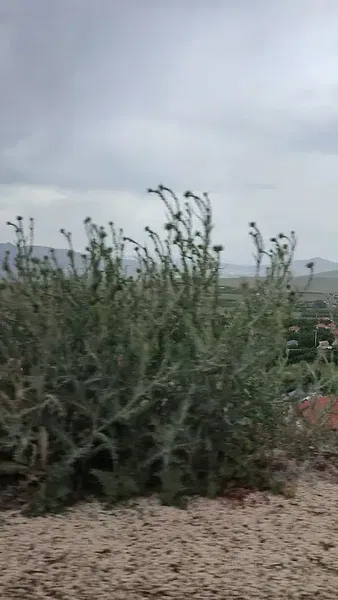Çiğlik Yaylasi - Photo 10