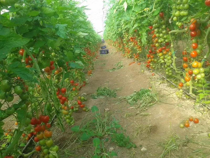 Çocuk Parkı - Photo 10