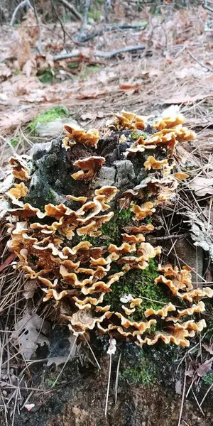 Çürük - Photo 7