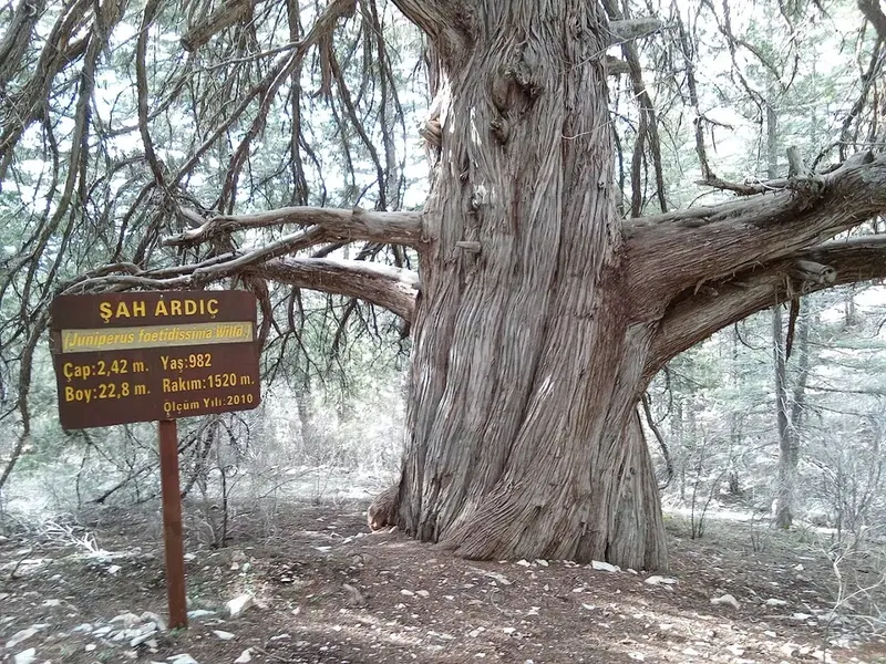 Çığlıkara Nature Reserve - Photo 3