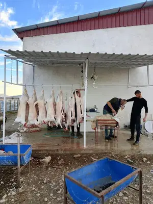 Ötüken Besi