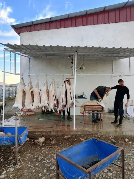 Ötüken Besi - Photo 1
