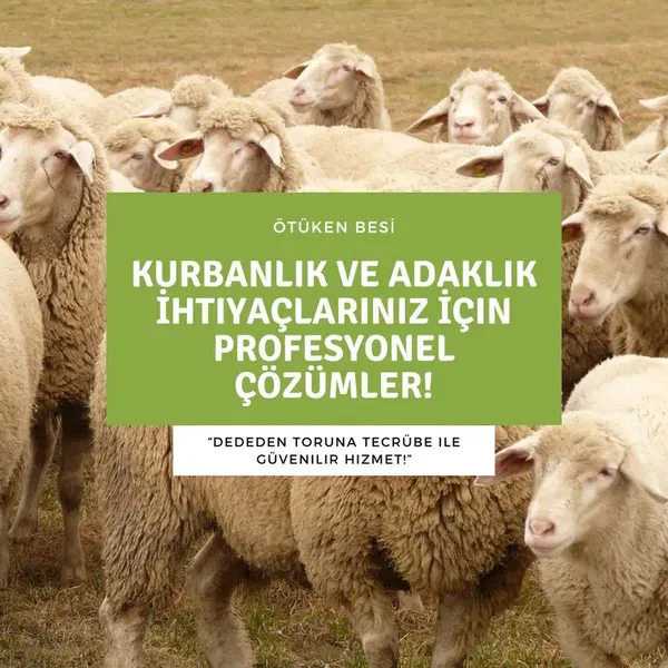 Ötüken Besi - Photo 4