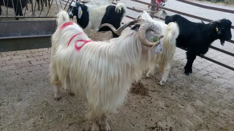 Öz Şampiyon Halı Saha - Photo 7
