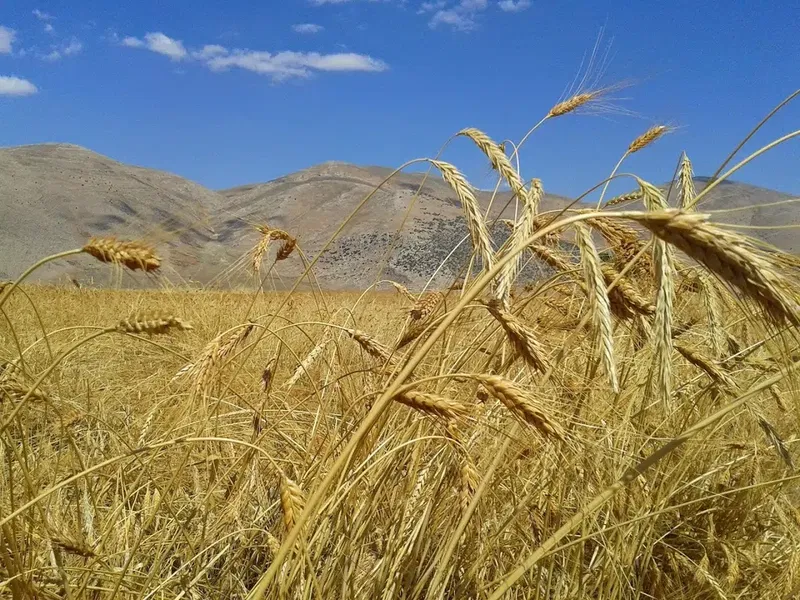 Özel İdare Ormanı - Photo 2