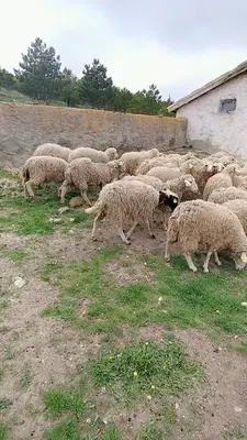 Özer Hayvan Çiftliği AŞ