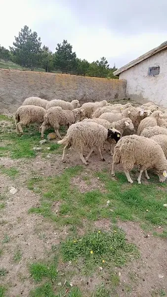 Özer Hayvan Çiftliği AŞ - Photo 1