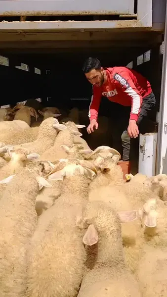 Özer Hayvan Çiftliği AŞ - Photo 4