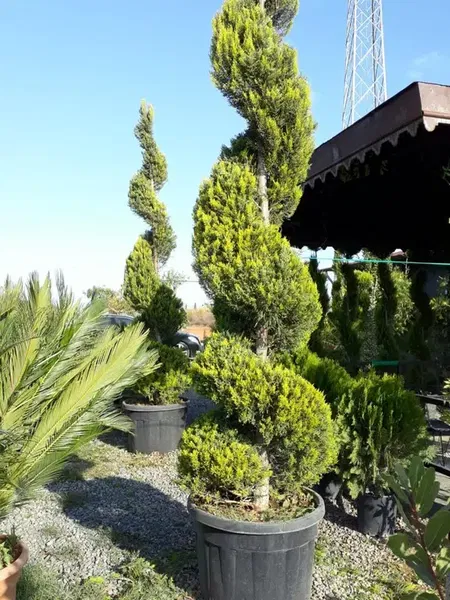 Özgür Botanik - Photo 2