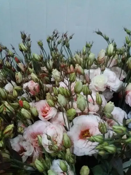 Ün Tarım - Photo 9