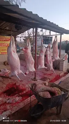 Üresi̇n Besi̇ci̇li̇k Adaklik Ve Kurbanlik