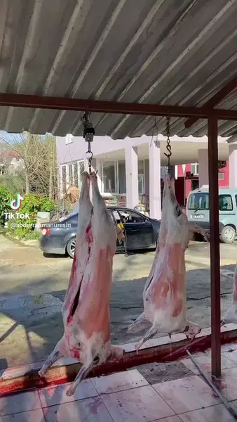 Üresi̇n Besi̇ci̇li̇k Adaklik Ve Kurbanlik - Photo 7