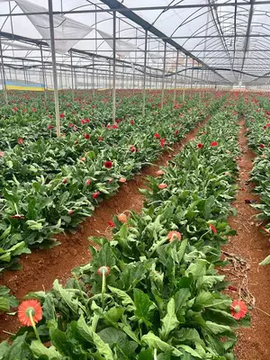 Üstündağ Tarim Üreti̇m Tesi̇sleri̇