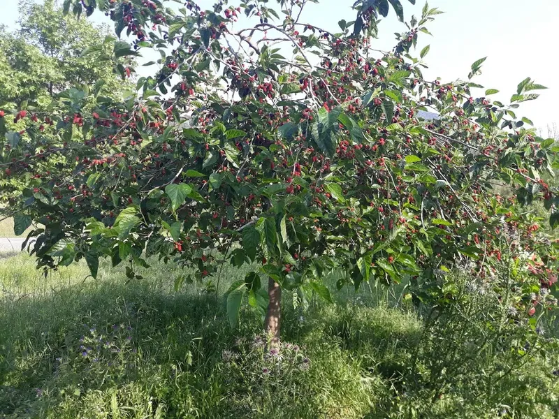 Şehitler Çeşmesi - Photo 2