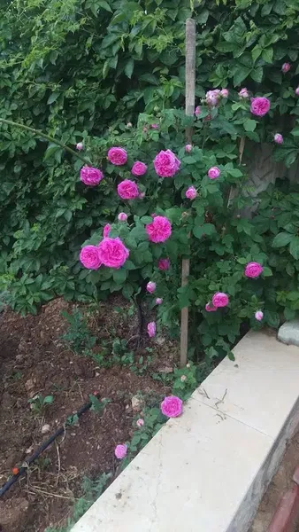 Şems İlim Araştırma Vakfı- Saideli Medresesi - Photo 2