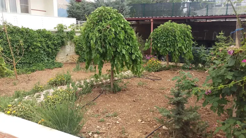 Şems İlim Araştırma Vakfı- Saideli Medresesi - Photo 4